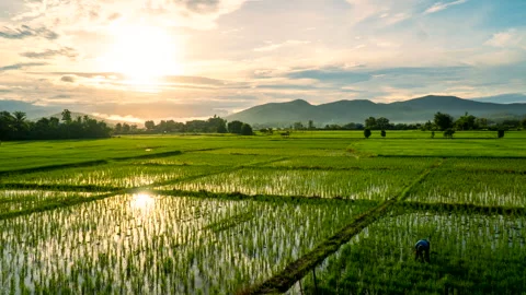 Time-lapse of reflection of sunlight on the paddy fields Stock Footage 283177194