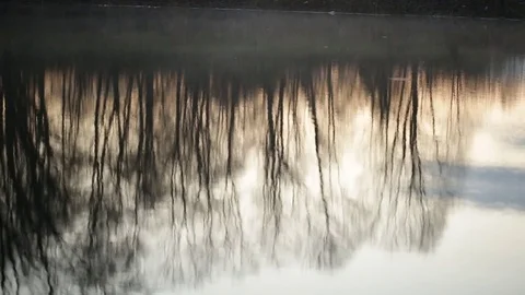Time-lapse. Reflection of trees in the water at dawn Stock Footage 74577011