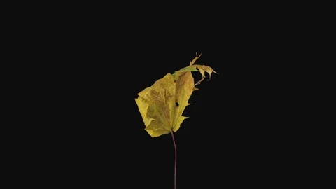 Time-lapse of resurrection dried yellow Maple leaf with ALPHA channel Stock Footage 101221119