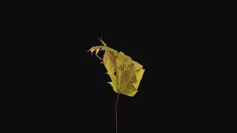 Time-lapse of resurrection dried yellow Maple leaf in RGB + ALPHA matte format Stock Footage 106434527
