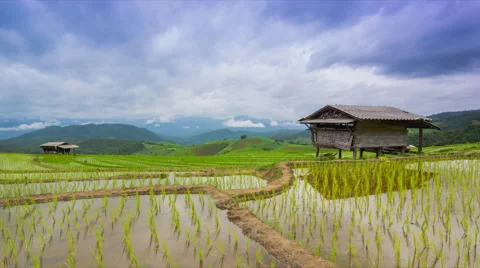 Time lapse rice farm and nimbus clouds floating of thailand (pan shot) Видео 40577137