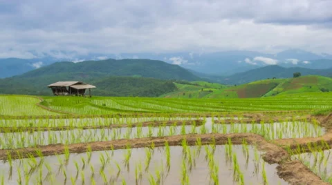 Time lapse rice farm and nimbus clouds floating of thailand (zoom out) Stock Footage 40577987