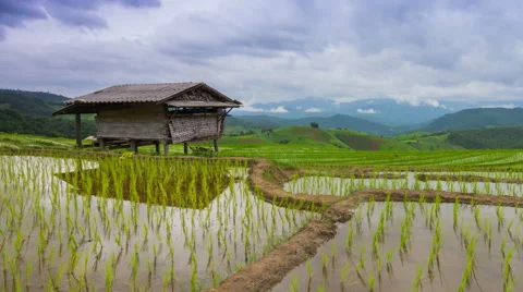 Time lapse rice farm and nimbus clouds floating of thailand (pan shot) Stock Footage 40578314