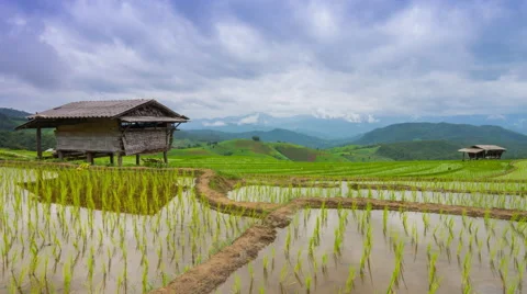 Time lapse rice farm and nimbus clouds floating of thailand (zoom in) Stock Footage 40578633