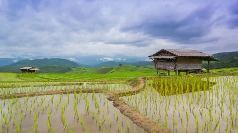 Time lapse rice farm and nimbus clouds floating of thailand Stock Footage 40602884