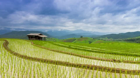 Time lapse rice farm and nimbus clouds floating of thailand Stock Footage 40613748