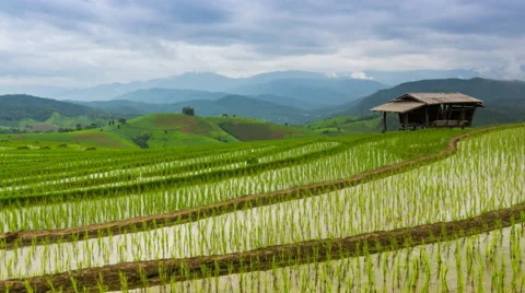 Time lapse rice farm and nimbus clouds floating of thailand (pan shot) Stock Footage 40614788