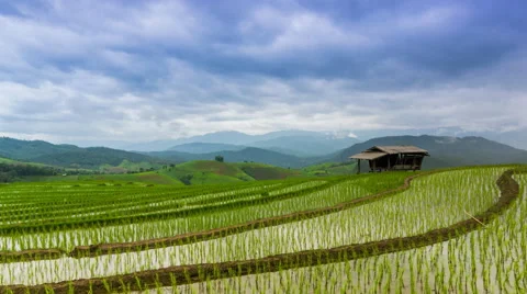 Time lapse rice farm and nimbus clouds floating of thailand (pan shot) Stock Footage 40632274