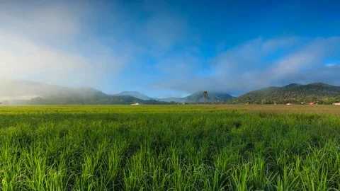 Time Lapse Rice Farm And Mist Floating Over Of Chiang mai, Thailand (tilt down) Stock Footage 70555912