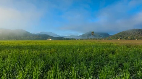 Time Lapse Rice Farm And Mist Floating Over Of Chiang mai, Thailand (zoom out) Stock Footage 70557444