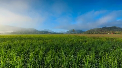 Time Lapse Rice Farm And Mist Floating Over Of Chiang mai, Thailand Stock Footage 70558144