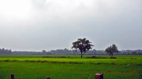 Time lapse of rice farm (paddy farm). Stock Footage 33833671