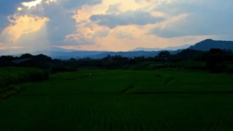 Time lapse of a rice field at dusk Stock Footage 246722315
