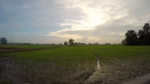Time Lapse, Rice field Stockbeeldmateriaal 82880845