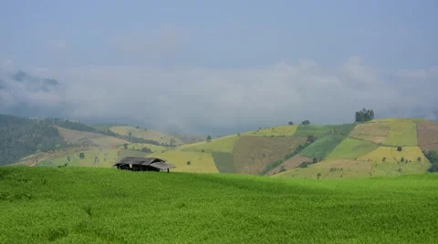 Time-lapse of Rice field in Thailand. Stock Footage 43272986