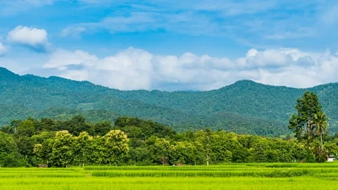Time-Lapse Rice plots or rice fields and mountainous scenery. Stock Footage 114983226