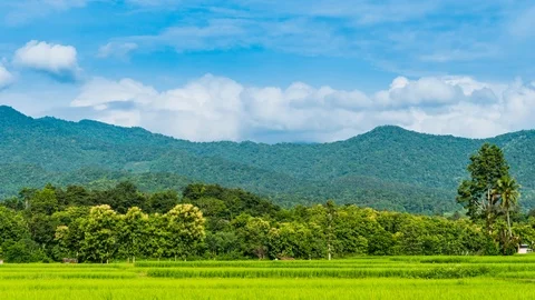 Time-Lapse Rice plots or rice fields and mountainous scenery. Stock Footage 115262476