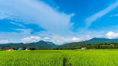 Time-Lapse Rice plots or rice fields and mountainous scenery. Stock Footage 115262547