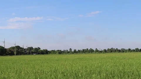 Time lapse, rice tree and seeds in rice field gently blown by the wind Video stock 139905483