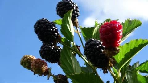 Time Lapse of ripe blackberrys, blackberries, blue sky with white clouds Stock Footage