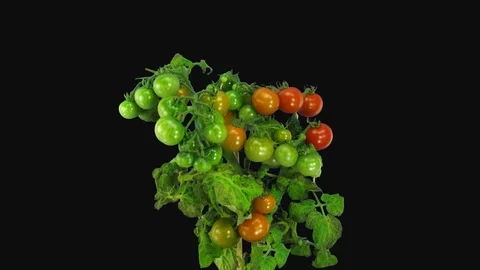 Time-lapse of ripening tomato vegetables, 4K with ALPHA channel Stock Footage 109422930