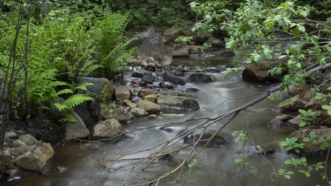 Time-lapse of a river in a forest, camera placed more towards the water. Stock Footage 94019790