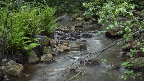 Time-lapse of a river in a forest, with a panning camera movement. Stock Footage 94019768
