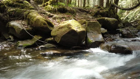 Time lapse of river stream in forest. Motion lapse at the nature. Scenic view on Video stock 132170069