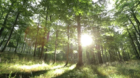 Time Lapse Of Romantic Forest With Sun Shining Through Video stock 36625570