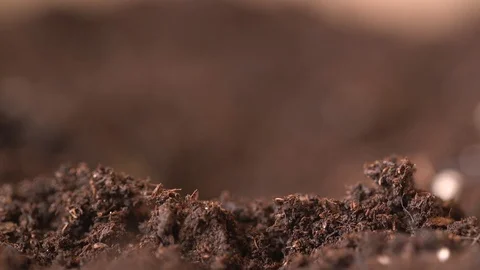 Time-lapse Of Roots Growing Stock Footage 127517483