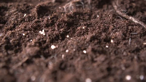 Time-lapse Of Roots Growing Stock Footage 127517504
