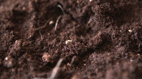 Time-lapse Of Roots Growing Vidéo 127517510