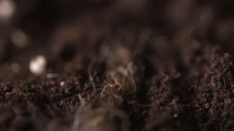 Time-lapse Of Roots Growing Stock Footage
