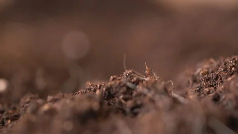 Time-lapse Of Roots Growing Stock-Footage 127517524