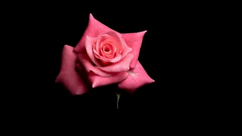 Time lapse rose. close up of a rose blooming Stock Footage 129385693