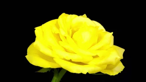 Time Lapse Rose Flower Opening 스톡 동영상 145183020
