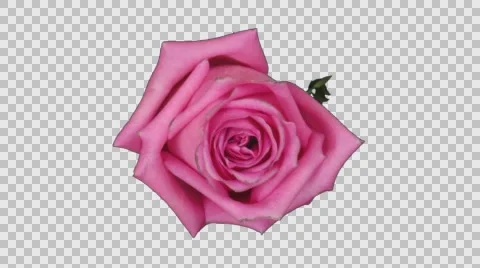 Time-lapse of rotating and opening pink rose with ALPHA channel, top Stock Footage 67602466