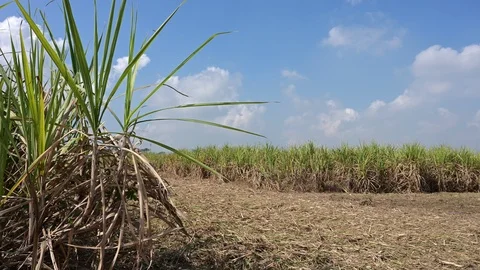 Time lapse. A row of sugar cane plant with cloud and blue sky. Stock Footage 124060442