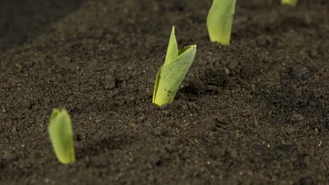 Time Lapse: Rows of corn plants germinate and grow in a field Stock Footage 105935099