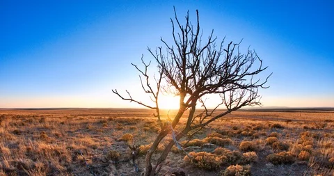 Time-Lapse Roy NM Dead Tree Sunset 4K Stock Footage 90955252