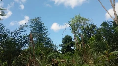 Time Lapse Rubber Tree Under Stock Footage 260603975