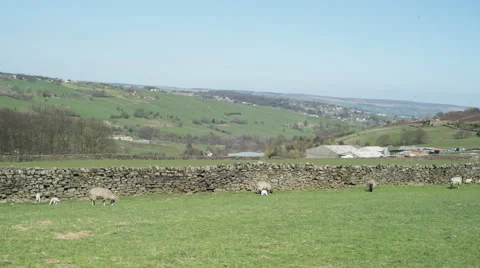 Time Lapse - Rural Sheep 스톡 동영상 56113008