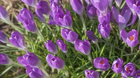 Time lapse  of  Saffron opening its blossom Video stock 61354458