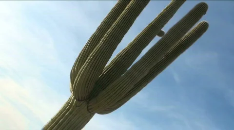Time lapse Saguaro Cactus Flyby Stock Footage