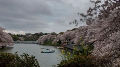 Time lapse of sakura cherry blossoms at the moat of the Imperial Palace in Tokyo Stock Footage 49413482
