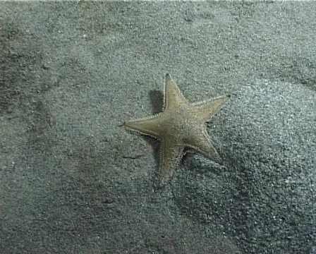 Time-lapse Sand Starfish (part 1) 動画素材 149583