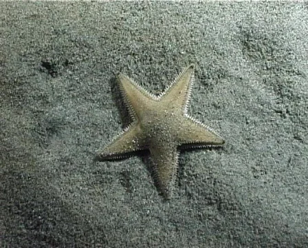 Time-lapse Sand Starfish (part 2) 動画素材 149591