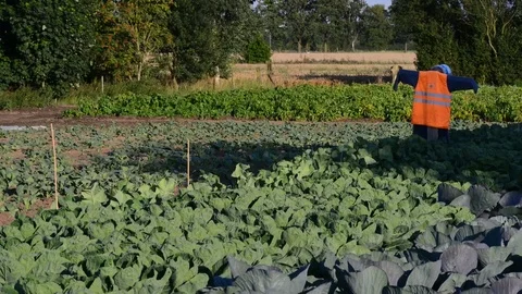 Time lapse scarecrow in field of cabbages yorkshire united kingdom Stock Footage 78666726