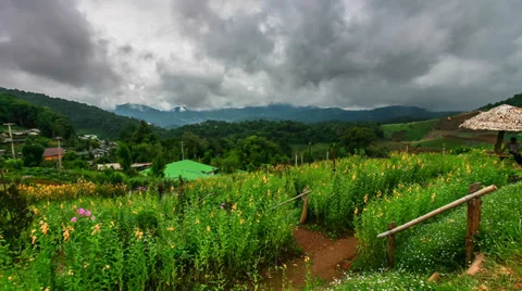 Time-lapse scene of moving cloud over tropical forest Stock Footage 39070271