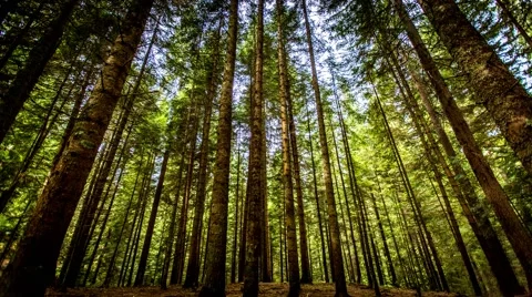 Time Lapse scene in pine forest using a long dolly slider 動画素材 47113377